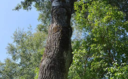 1_Kernavės tuapa.jpg